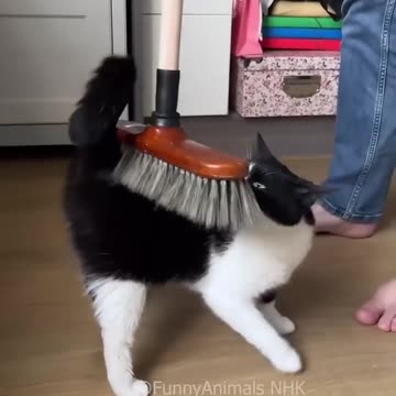 Funny cat and dogs 😂😂