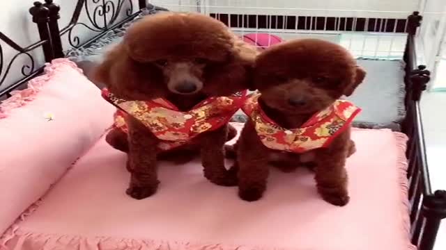 não cumpre as metas estabelecidas