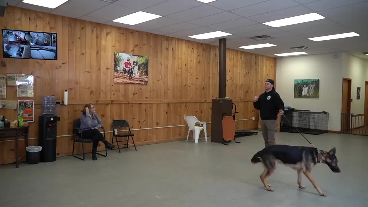 How to Leash train your dog, teach your dog to not pull.