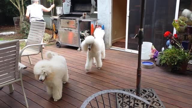 Poodle Parade