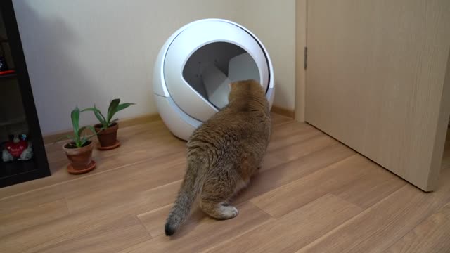 Smart cat litter box