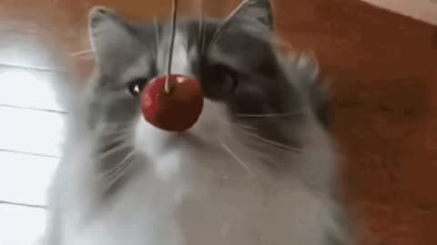Cute Cat Gif