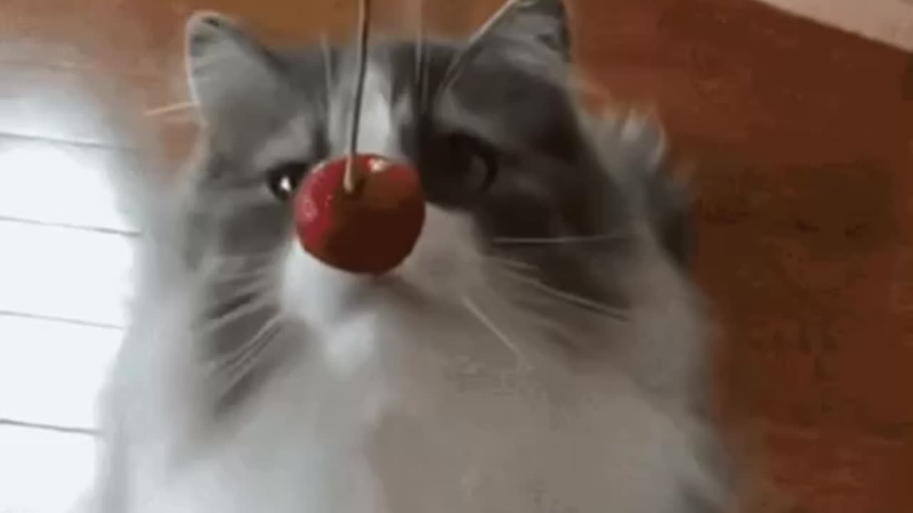 Cute Cat Gif