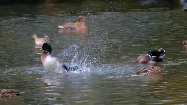 A duck bathing in a funny acrobatic way.