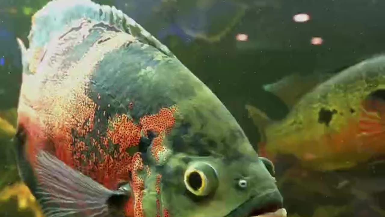 Giant Oscar Cichlid - Take Me to the River