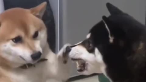 funny dogs