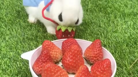 Strawberry rabbit # cutie # Hutch daddy