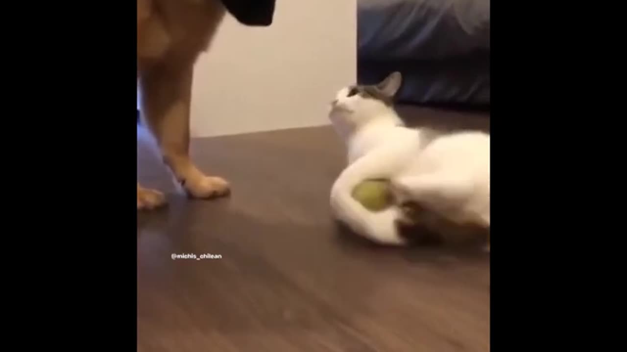 Cuteness Overload: Funny Pet Videos to Brighten Your Day
