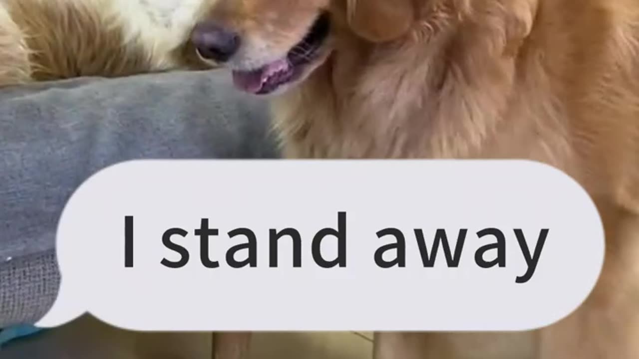 SMART DOG πΆπΆ