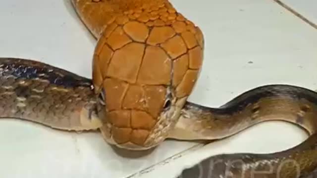 the snake can bite the king cobra