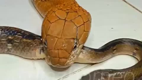 the snake can bite the king cobra