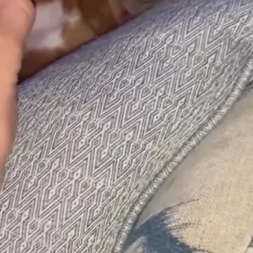 Funny Dog memes of 2023