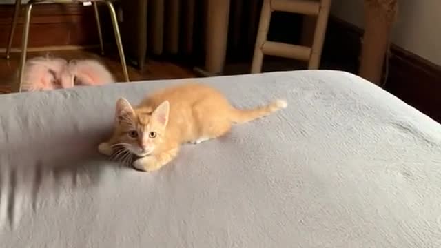 Kittenzoomies