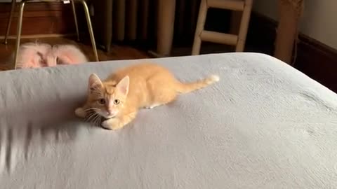 Kittenzoomies