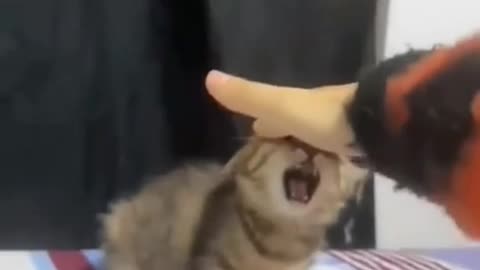 Too cute for this world