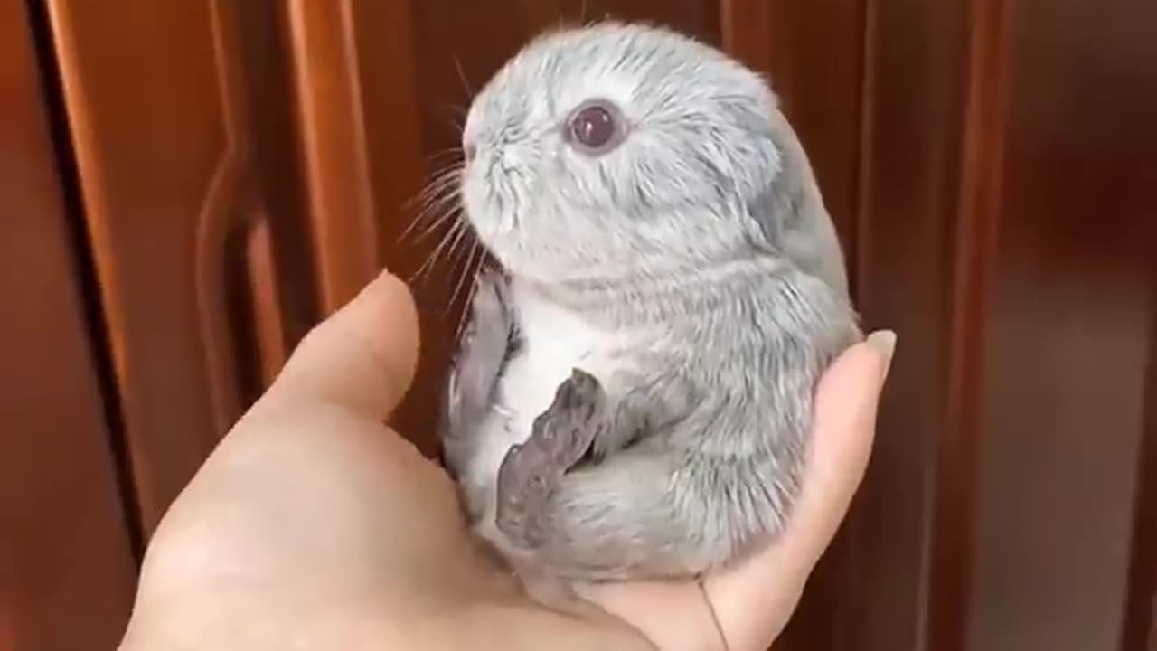 Funniest aminal fails laugh fest