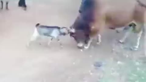 Animal fight