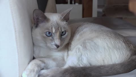 beautiful naughty cats
