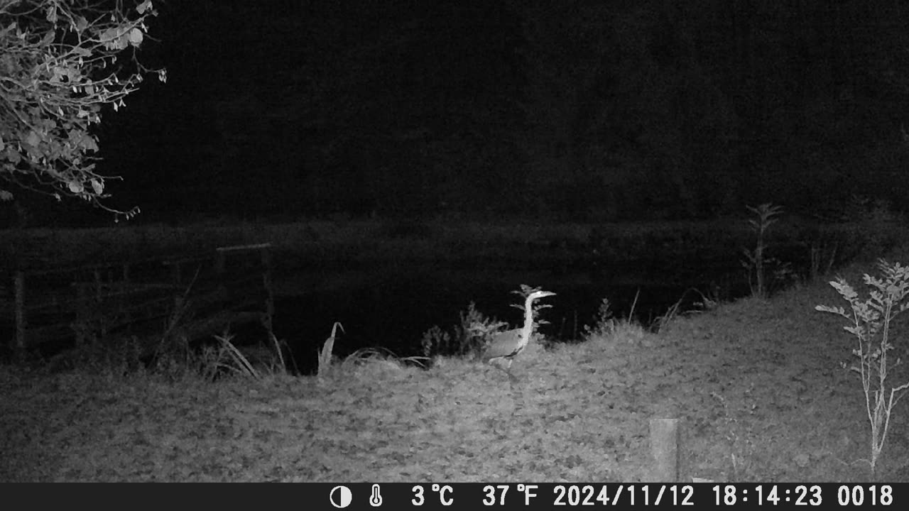 Teich121124 Fischreiher