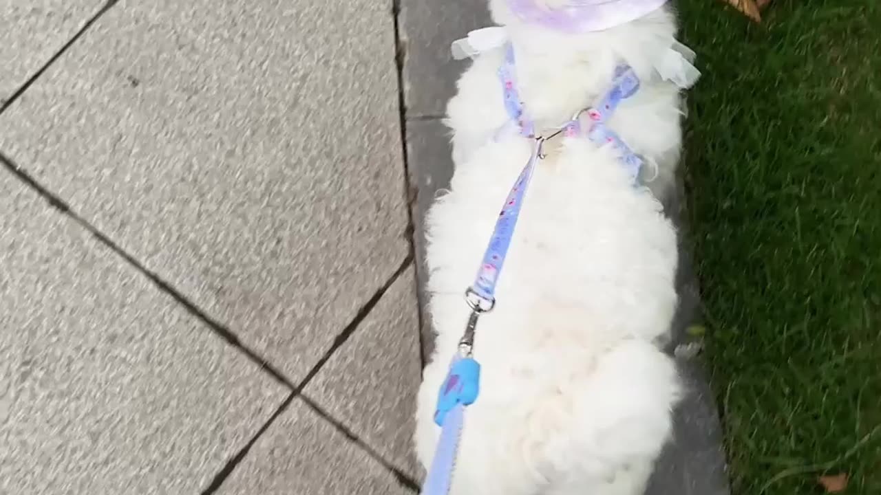 The weather's getting hot, so taking the dog out for a play with a sun hat on is just adorable!