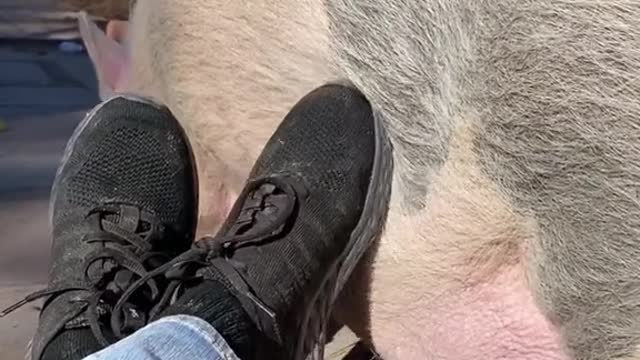 fyp#foryou#pig#happiness