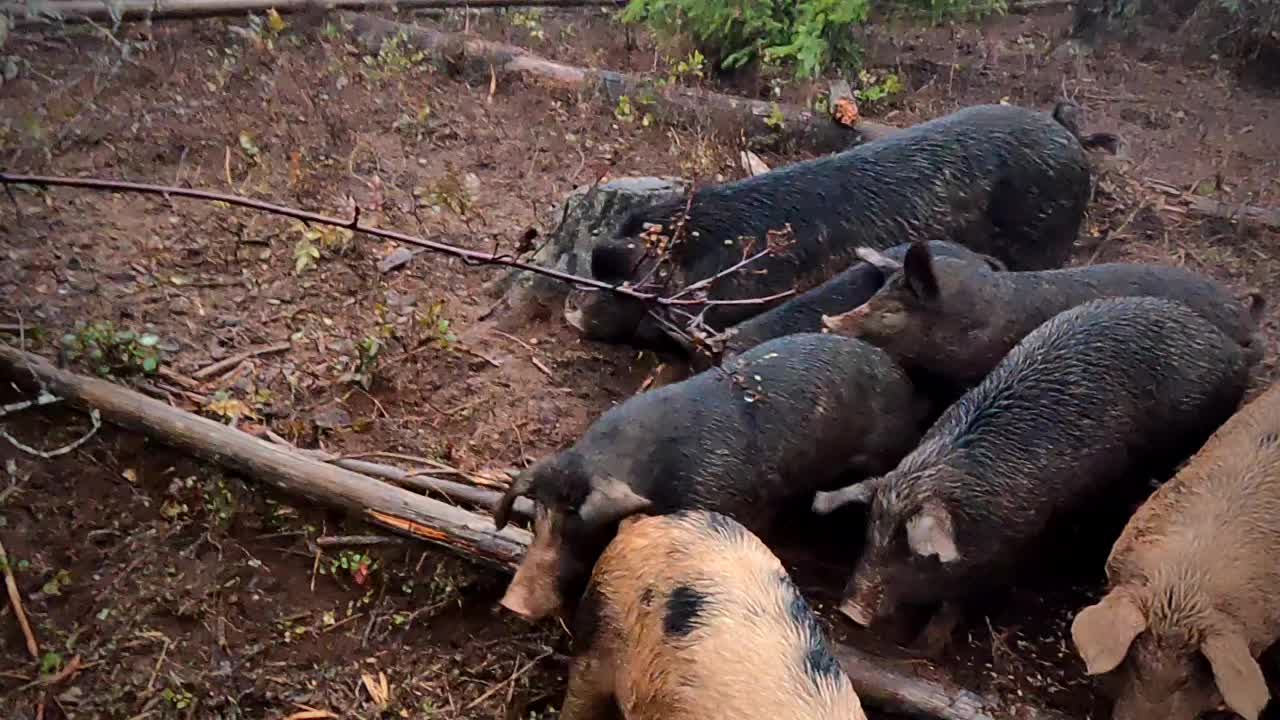 Feeding Pigs in the Fog