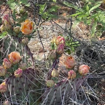 Whaaaat!! Opuntia Macrocentra