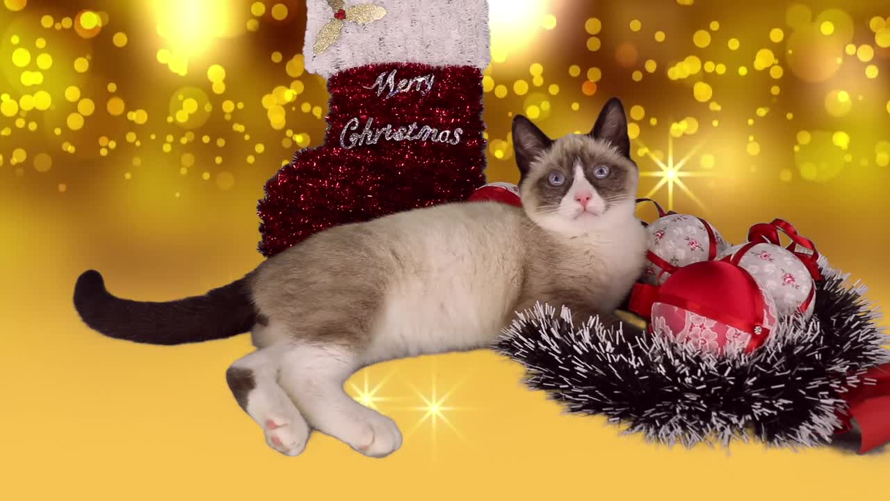 Chaton Noël Des Animaux Décembre