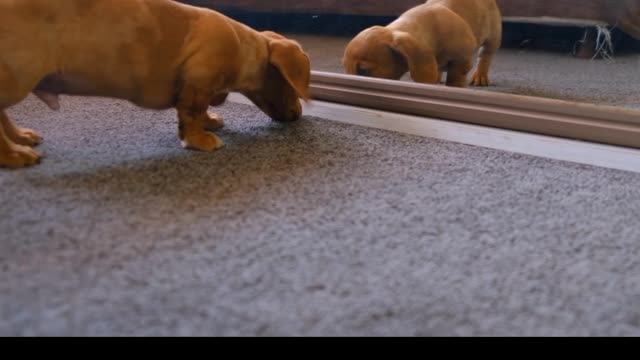 Dog watching mirror