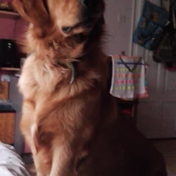 Ambulance siren causes dog to howl along