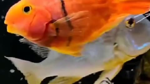 Mind blowing Facts of fish 🐠🐠🐠🐠🐟🐟🐟🐟