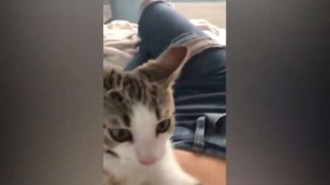best funniest Cats And Dogs 2023