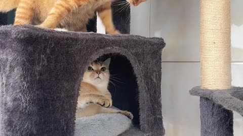 Funny 🤣 🤣 Two cats on fight