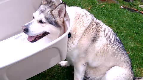 Husky Returns Home with New Accessory
