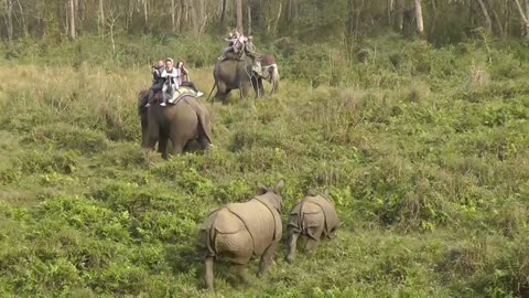 Elephant Riding and Enjoying