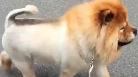 Funny animal videos|Cute animal videos |Funny dog&cat videos|Hilarious pet videos|Funny video