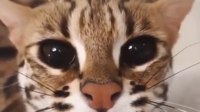 Very beautiful eyes of an ocelot cat