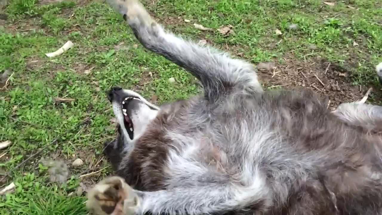 A very happy wolf