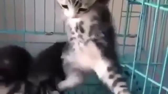 Cute and Funny Cat Videos to Keep You Smiling! 🐱