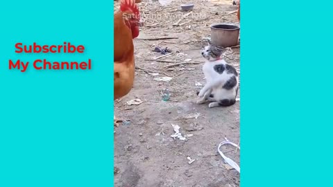 Oddly Most Funny Animal Videos __ Dog Cat Very Funny Moments! viral clips