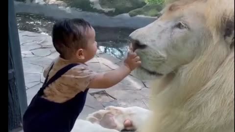 Baby lion danger moment hero baby