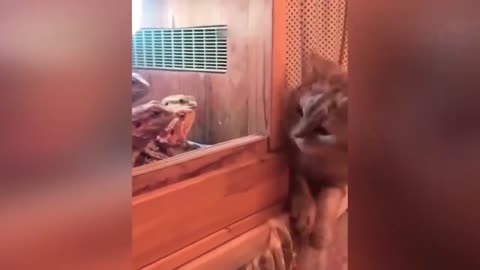 Funny Animals 2021 - Cute Dogs and Cats Doing Funny Things #4