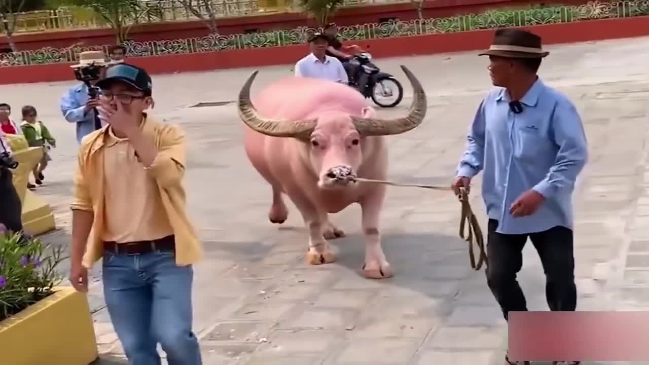 world's biggest pink buffalo