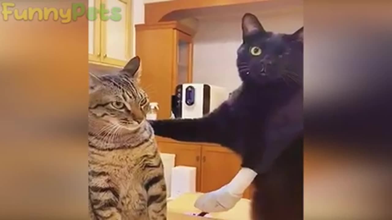 best funniest animal videos 2023 😂 funny cats,dogs and Insect 😹🐶