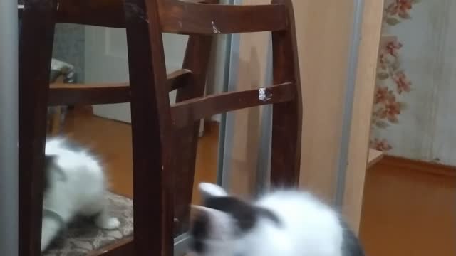 how a kitten saw his attitude for the first time 😁😸