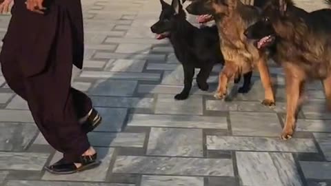 PLAYING WITH BLACK DOGS