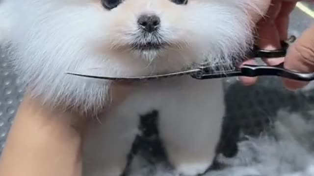 cut the dog's fur so cute