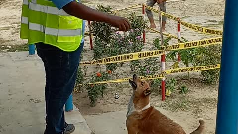 dog eating