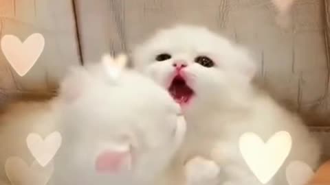 Cute White kittens 🐱😍😀