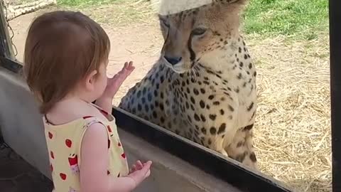 Little girl shares a moment with a cheetah at a zoo